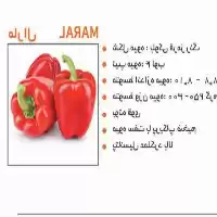فروش بذر فلفل دلمه مارال در مشهد در گروه خرید و فروش بذر فلفل در یکمیوه