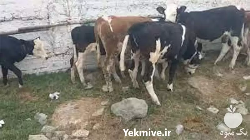 ارسال سریع گوساله سیمینتال با مجوز در همدان در گروه گاو و گوسفند و میش و بز کهره گوساله در یکمیوه -عکس1