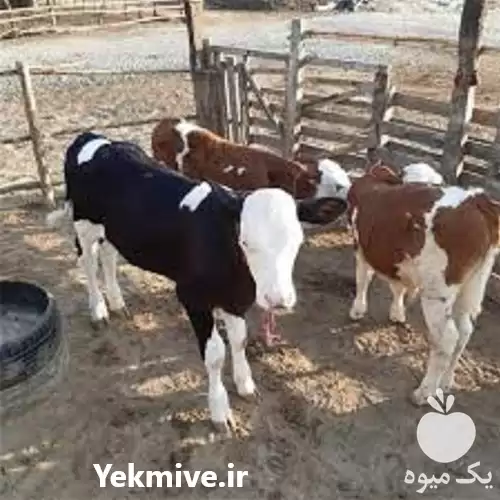 فروش عرضه گوساله سیمینتال با کیفیت در کرمان  در گروه گاو و گوسفند و میش و بز کهره گوساله در یکمیوه -عکس1