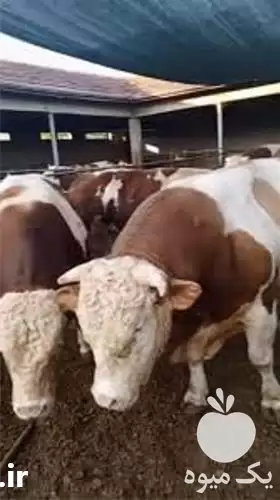 فروش گوساله سیمینتال نر ماده در کرمانشاه در گروه گاو و گوسفند و میش و بز کهره گوساله در یکمیوه -عکس1