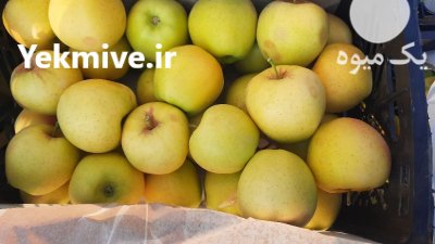 فروش سیب درختی زرد قرمز در بروجن در گروه خرید و فروش سیب در یکمیوه -عکس1