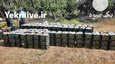 فروش سیب درختی زرد قرمز در بروجن در گروه خرید و فروش سیب در یکمیوه -عکس3