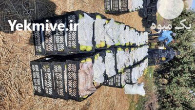 فروش سیب درختی زرد قرمز در بروجن در گروه خرید و فروش سیب در یکمیوه -عکس4