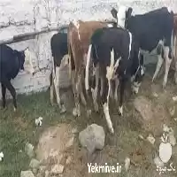 ارسال سریع گوساله سیمینتال با مجوز در همدان در گروه گاو و گوسفند و میش و بز کهره گوساله در یکمیوه