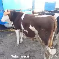 فروش گوساله سیمینتال با تضمین سلامت در اصفهان در گروه گاو و گوسفند و میش و بز کهره گوساله در یکمیوه