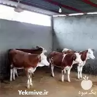 گوساله نر پرواری سیمینتال با کیفیت در سنندج در گروه گاو و گوسفند و میش و بز کهره گوساله در یکمیوه