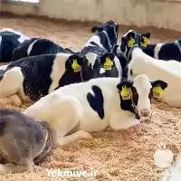 فروش گوساله هلشتاین سیمینتال با کیفیت در تهران در گروه گاو و گوسفند و میش و بز کهره گوساله در یکمیوه