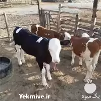 فروش عرضه گوساله سیمینتال با کیفیت در کرمان  در گروه گاو و گوسفند و میش و بز کهره گوساله در یکمیوه