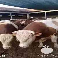فروش گوساله سیمینتال نر ماده در کرمانشاه در گروه گاو و گوسفند و میش و بز کهره گوساله در یکمیوه