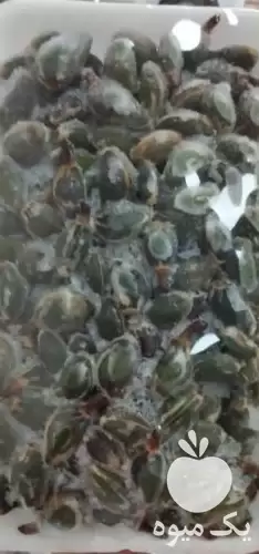 خرید چغاله بادام منجمد در زمستان در تهران در گروه خرید و فروش بادام در یکمیوه -عکس1