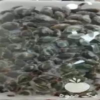 خرید چغاله بادام منجمد در زمستان در تهران در گروه خرید و فروش بادام در یکمیوه