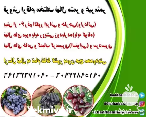 خرید نهال میوه اصلاح شده در مشهد در گروه خرید و فروش نهال میوه در یکمیوه -عکس1
