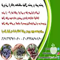 خرید نهال میوه اصلاح شده در مشهد در گروه خرید و فروش نهال میوه در یکمیوه