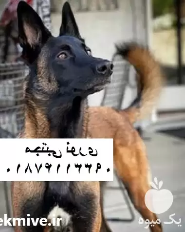 خرید فروش بهترین کیفیت بهترین قیمت در تهران در گروه سگ و گربه در یکمیوه -عکس1