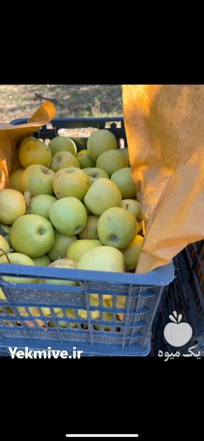 سیب لوکس مناطق کوهستانی اشنویه در ارومیه در گروه خرید و فروش سیب در یکمیوه -عکس1