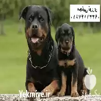 مرکز فروش توله بالغ سگ روتوایلر در تهران در گروه سگ و گربه در یکمیوه