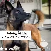 خرید فروش بهترین کیفیت بهترین قیمت در تهران در گروه سگ و گربه در یکمیوه