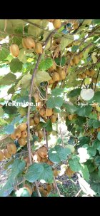 کیوی صادراتی مرغوب در تنکابن در مازندران در گروه خرید و فروش کیوی در یکمیوه