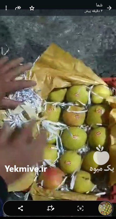 فروشگلابی 1000 تن گلابی در کرج در گروه خرید و فروش گلابی در یکمیوه -عکس1