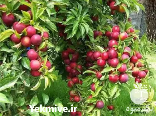 قیمت خرید انواع نهال مثمر در تهران در گروه خرید و فروش نهال در یکمیوه -عکس1