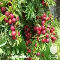 قیمت خرید انواع نهال مثمر در تهران در گروه خرید و فروش نهال در یکمیوه