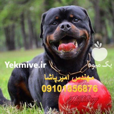 فروش توله های سگ روتوایلر منحصربه در کرج در گروه سگ و گربه در یکمیوه -عکس1