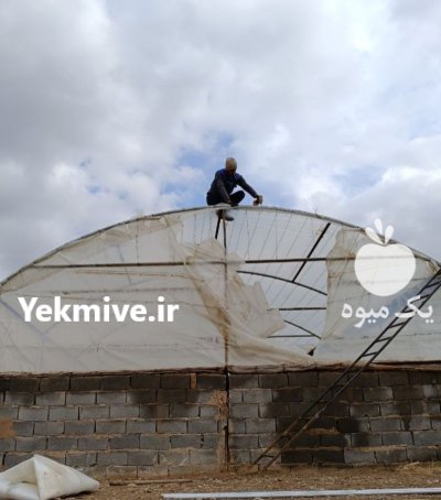 اکیپ خدمات گلخانه ای در مشهد در گروه سازنده در یکمیوه -عکس2