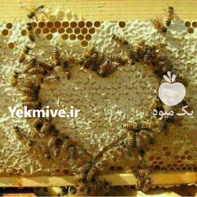 اکیپ خدمات گلخانه ای در مشهد در گروه سازنده در یکمیوه -عکس4