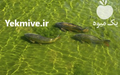توضیع ماهیان گرمابی در مشهد در گروه خرید و فروش ماهی کپور در یکمیوه -عکس1