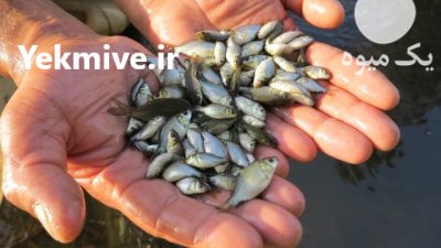 توضیع ماهیان گرمابی در مشهد در گروه خرید و فروش ماهی کپور در یکمیوه -عکس4