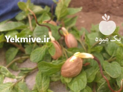 فروش بذر پسته بادامی زرندی در تهران در گروه خرید و فروش انواع بذر در یکمیوه -عکس1