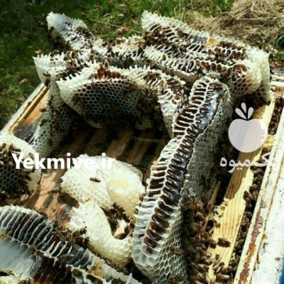 آقا عسلی در مشهد در گروه خرید و فروش زنبورعسل در یکمیوه -عکس2