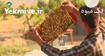 آقا عسلی در مشهد در گروه خرید و فروش زنبورعسل در یکمیوه -عکس3