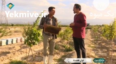 آقا عسلی در مشهد در گروه خرید و فروش زنبورعسل در یکمیوه -عکس1