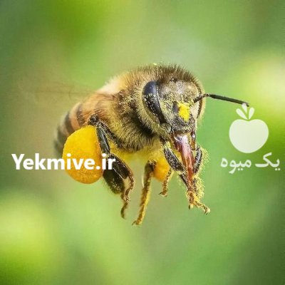 سرمایه گذاری پرورش ابریشم در مشهد در گروه سرمایه گذار در تولید محصولات کشاورزی در یکمیوه -عکس3