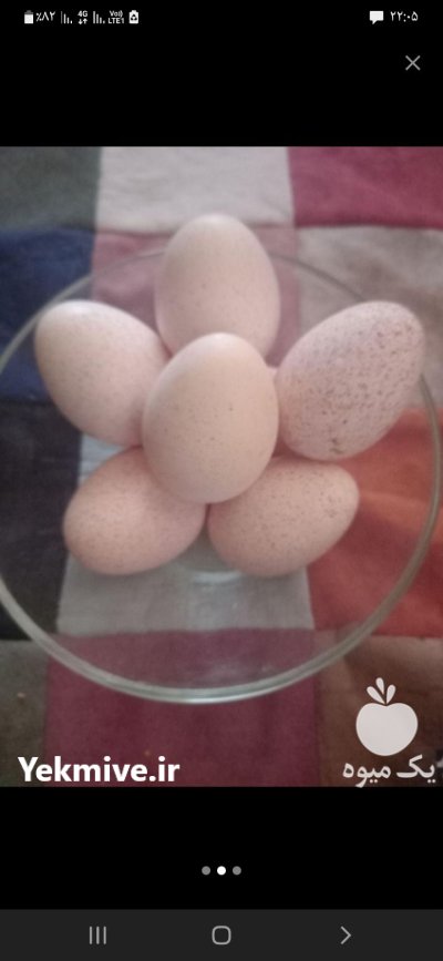 تخم بوقلمون خریدارم در بیرجند در گروه انواع تخم ها در یکمیوه -عکس1