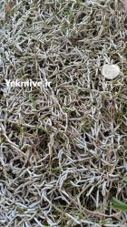 سرمایه گذاری پرورش ابریشم در مشهد در گروه سرمایه گذار در تولید محصولات کشاورزی در یکمیوه