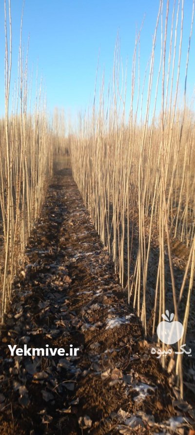 صنوبر نهال صنوبر دسته طی دسته در اردبیل در گروه خرید و فروش نهال صنوبر در یکمیوه -عکس1