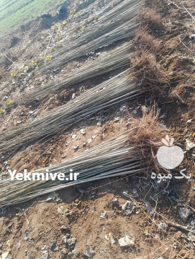 صنوبر نهال صنوبر دسته طی دسته در اردبیل در گروه خرید و فروش نهال صنوبر در یکمیوه -عکس2