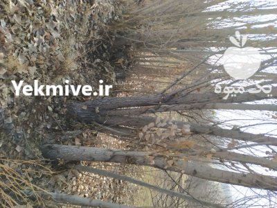 صنوبر نهال صنوبر دسته طی دسته در اردبیل در گروه خرید و فروش نهال صنوبر در یکمیوه -عکس3