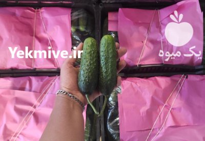 فروش خیار خاردار یزد در گروه خرید و فروش خیار در یکمیوه -عکس1