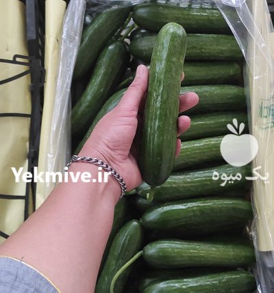خیار خطی گلخانه ای یزد در گروه خرید و فروش خیار در یکمیوه -عکس1