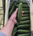 خیار خطی گلخانه ای یزد در گروه خرید و فروش خیار در یکمیوه