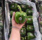 فلفل دلمه سبز گلخانه ای یزد در گروه خرید و فروش فلفل در یکمیوه