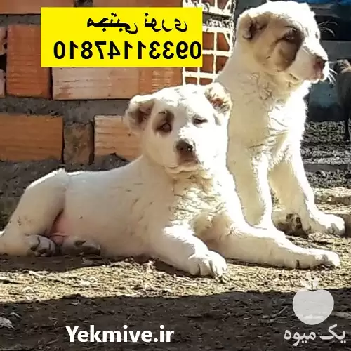 خرید و فروش سگ آلابای روسی در بوشهر در گروه سگ و گربه در یکمیوه -عکس1