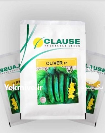 فروش بذر خیار Clause Oliver بذر در اردبیل در گروه خرید و فروش بذر خیار در یکمیوه -عکس1