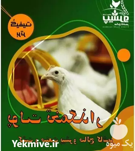 فروش پولت تخمگذار در کاشمر در گروه مرغ و خروس و بوقلمون و اردک قو قاز در یکمیوه -عکس1