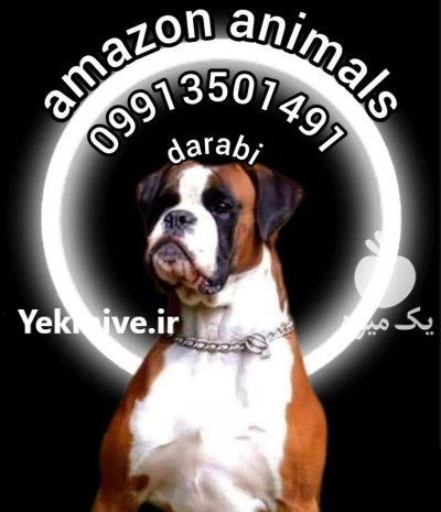 فروش سگ باکسر در مجموعه آمازون در تهران در گروه سگ و گربه در یکمیوه -عکس1