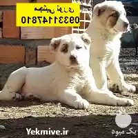 خرید و فروش سگ آلابای روسی در بوشهر در گروه سگ و گربه در یکمیوه