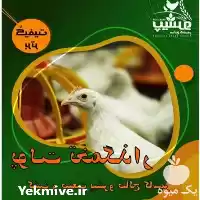 فروش پولت تخمگذار در کاشمر در گروه مرغ و خروس و بوقلمون و اردک قو قاز در یکمیوه